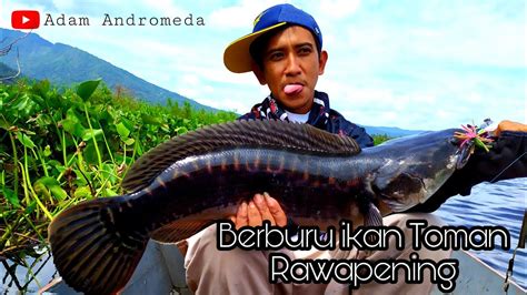 Mancing ikan toman Rawapening (berburu ikan predator tekhnik casting part 1) - YouTube