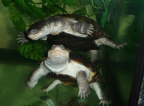 Animal Unique: African Helmeted Turtle