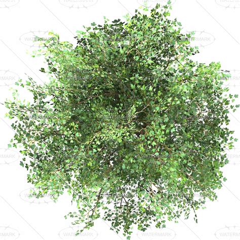 Plants Top View Of Pedunculate Oak Tree Isolated On White Mesmerizing ...