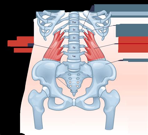 Quadratus Lumborum Muscle - Origin, Insertion, Function, Exercise