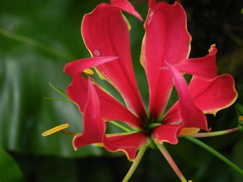 Free Images : leaf, petal, red, tropical, botany, climber, flora, wildflower, exotic, fiery ...