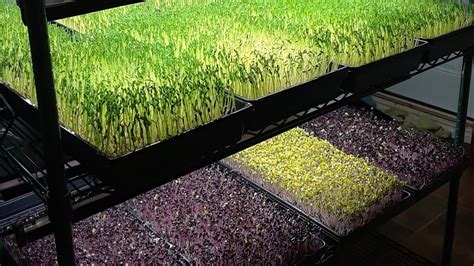 Harvesting Microgreens For Farmers Market. RUNNING OUT OF SPACE! - YouTube