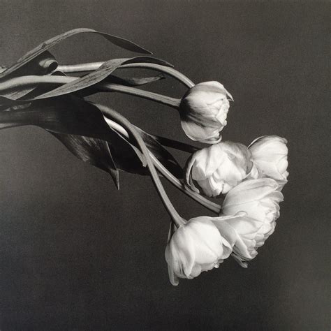 Robert Mapplethorpe-FLOWERS | Robert mapplethorpe, Flowers, Painting