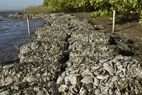 Team MacDill constructs new oyster reef habitat > MacDill Air Force Base > Article Display