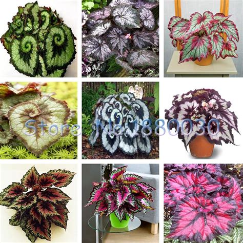 Shop [^^] Offer 9 colors 30PCS Beautiful Begonia flower seeds flowers potted bonsai garden ...