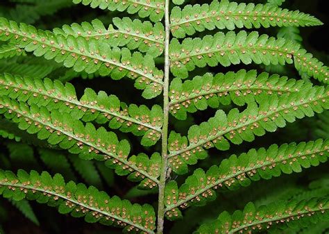 Dryopteris filix mas - Alchetron, The Free Social Encyclopedia