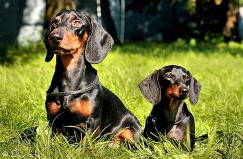 Here is a good picture of the size comparison of a standard dachshund and a true mini dachshund ...