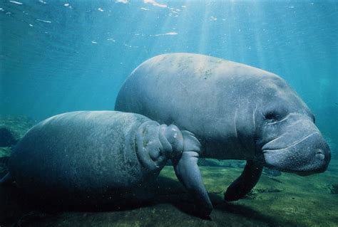 10 Amazing Facts About Manatees