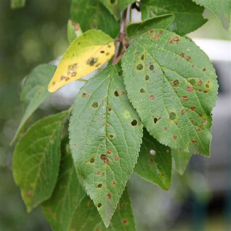 10 Common Fruit Tree Diseases in the Portland Area — Tree and Ladder | Fruit trees, Plant leaves ...