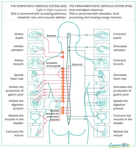 Three main forces that regulate your homeostasis and inner balance - Sequence Wiz