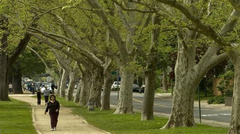 Why is Sacramento CA called City of Trees? See these parks | Sacramento Bee