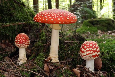 Native Fly Agaric Mushrooms vs Non-Native - Eat The Planet