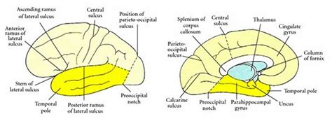 Temporal lobe anatomy, location, function, damage & epilepsy