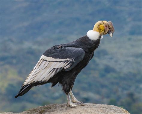 Cóndor Andino/Andean Condor/Vultur gryphus – One Bird Per Day/Un Ave Por Día #1.205