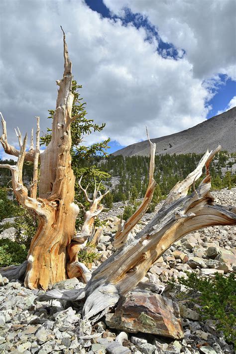 Great Basin Bristlecone Pines Photograph by Ray Mathis - Fine Art America