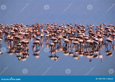 Flamingos On Lake Natron Stock Images - Image: 1501794