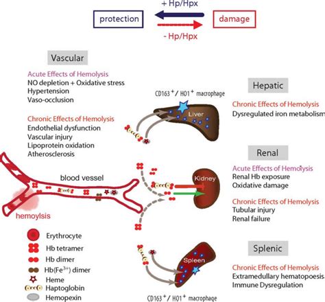 Haptoglobin function, levels, test & causes of low or high haptoglobin