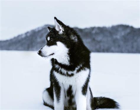 Top Alaskan Klee Kai Breeders: Expert Guide - Dogsintl