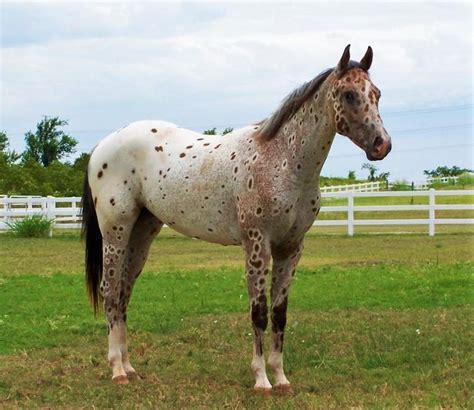 56 best Tiger Horse images on Pinterest | Appaloosa, Appaloosa horses and Big cats