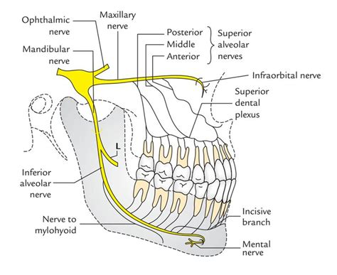 rami alveolares sueriores anteriores et mediinervi infraorbitalis ...