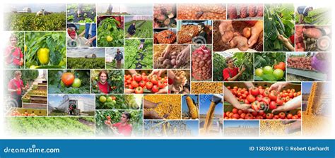 Food Production - Farming - Agriculture Collage Stock Image - Image of ...