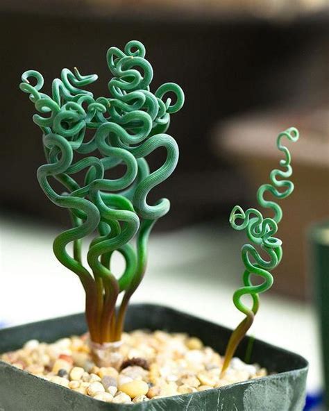 Crazy awesome curly-tailed succulent: trachyandra sp. This is a rare ...