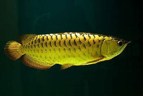 golden arowana fish – AROWANA SALE