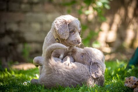 Long-haired Weimaraner Puppies Play with Their Siblings on a Green Meadow. Pedigree Long Hair ...