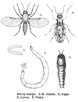 Biting Midges: Part of Life in the Adirondacks - - The Adirondack Almanack