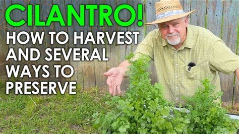 CILANTRO! Harvesting and Several Ways to Preserve It || Black Gumbo in 2023 | Gumbo, Cilantro ...