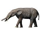 Amebelodon - Wikipedia