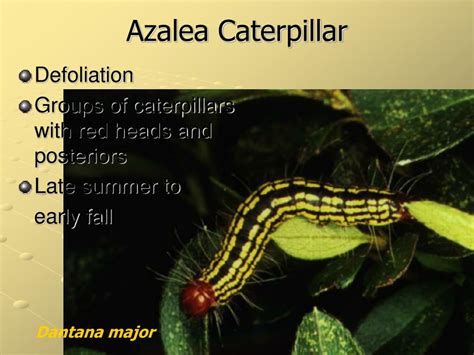 PPT - Key Plants and Key Pests in Columbus Landscapes PowerPoint ...