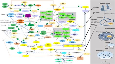 Autophagy signaling pathway - Cusabio