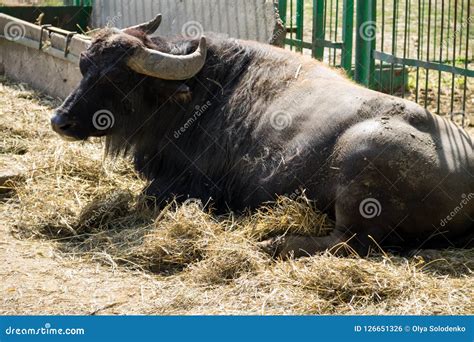 Portrait of Asiatic Water Buffalo Bubalus Arnee Stock Photo - Image of asian, asiatic: 126651326