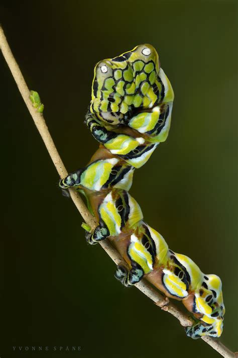 Science Junkie - libutron: Brahmin moth, Brahmaea wallichii ...