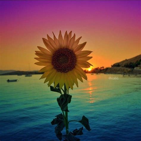 Rainbow sunflower | Sunflower pictures, Sunflower wallpaper, Sunflower art