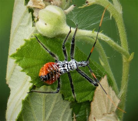 Wheel Bug (Assassin bugs of GSMNP) · iNaturalist