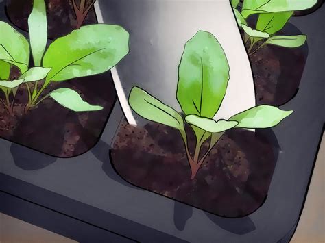 How to Plant a Seed in a Pot: 11 Steps (with Pictures) - wikiHow