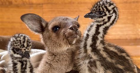 Cuteness overload: Adorable pictures show what happens when baby kangaroo and newborn emu chicks ...