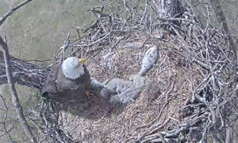 Watch bald eagle chicks with live nest camera | Duke Energy | illumination