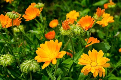 These 9 Calendula Varieties Are Perfect For Bedding Arrangements Or ...