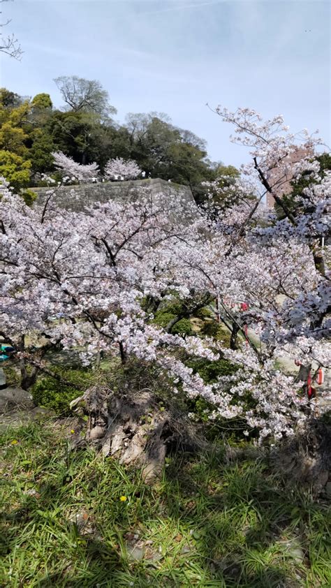 Cherry blossoms at Wakayama Castle | 和歌山市語り部クラブ