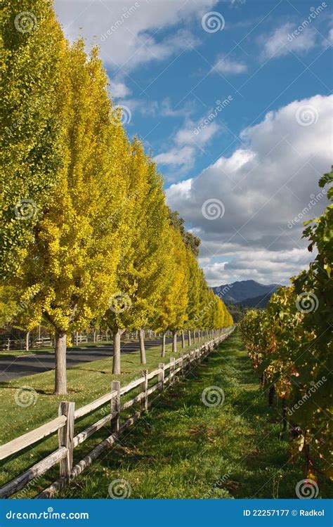 Beautiful Fall Colored Trees Stock Image - Image of tree, travel: 22257177