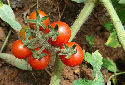 The Best Way to Grow Cherry Tomato Plants | Iupilon