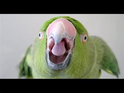 Parrot Laughing just like human - YouTube