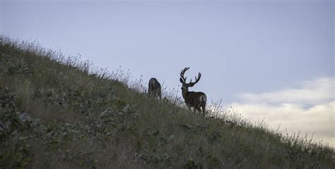 Montana Wildlife Photography