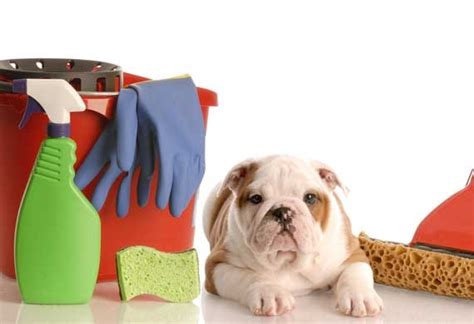 Common Pet Emergencies | PetMD