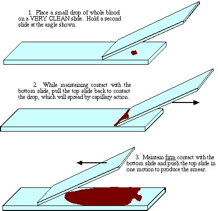 Blood cytology