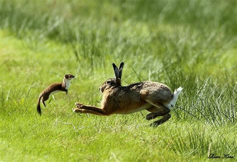 HARE vs. STOAT Rien Kors photographed a stoat attacking a hare. The ...