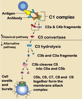 Notes on Complement system - Classical pathway (Complement System Classical Pathway Made Easy)